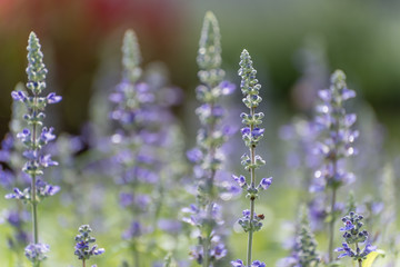 Obraz premium Lavender Field (Soft Focus)