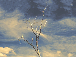 Lonely dead tree in the sky