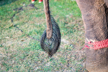tail of elephant