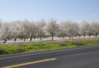 Fototapeta premium Spring blosssom garden