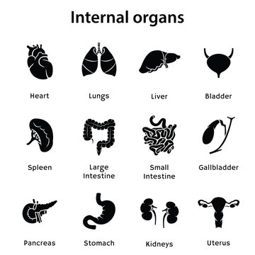 internal organs.