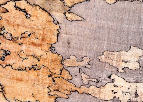 A closeup of spalted maple, a fungal growth