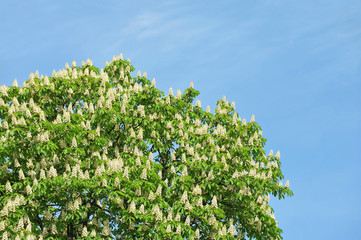Fototapeta premium Spring blossoming chestnut (Castanea sativa) flower
