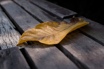 A yellow leaf in the sun light. The ray of the light shade on it to make a shadow. Old wooden floor...