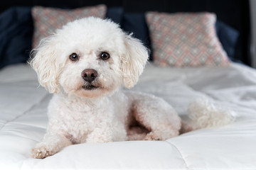 White Bichon Frise on a bed with white comfortor  - 103798241