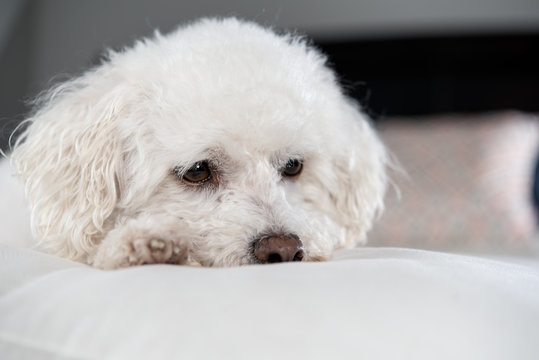 White Bichon Frise on a bed with white comfortor 