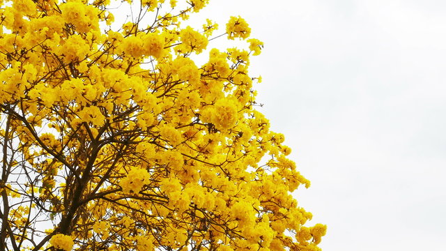 Yellow tabebuia flower blossom