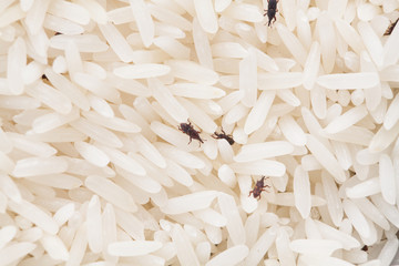 close up of weevil destroy rice. - obrazy, fototapety, plakaty