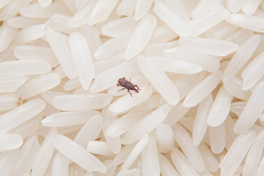 close up of weevil destroy rice.