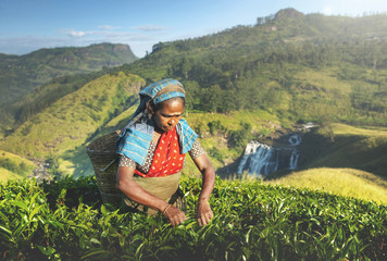 Indigenious Sri Lankan Tea Picker Agricultural Farm Concept