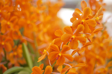 Orange orchid