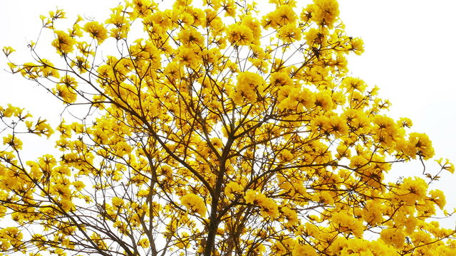 Yellow tabebuia flower blossom
