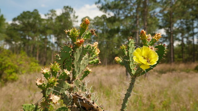 4K Ocala Prickly Pear Cactus (Opuntia ammophila) 3