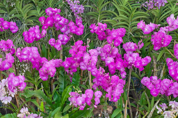 Fototapeta na wymiar Beautiful purple orchid in garden