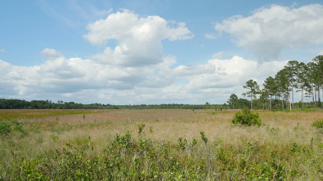 4K Ocala National Forest Hopkins Prairie 1