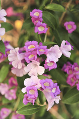 Fototapeta na wymiar Garlic vine violet flower 