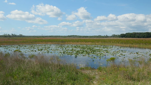 4K Ocala National Forest Hopkins Prairie 2