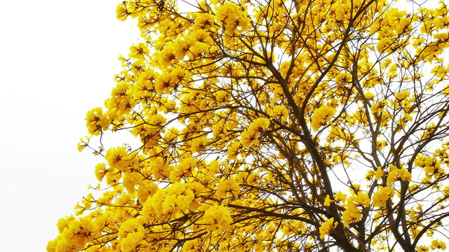 Yellow tabebuia flower blossom