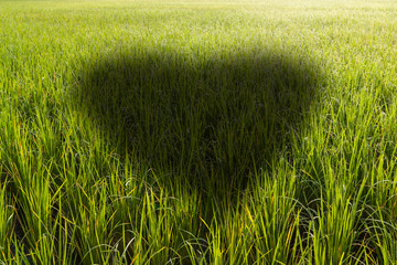 Heart shaped shadow in a rice field