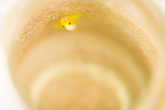 Nakamotoirowake Gobby in Okinawa,Japan