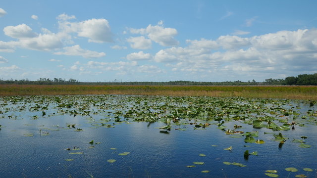 4K Ocala National Forest Hopkins Prairie 5