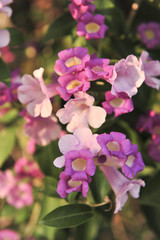 Garlic vine violet flower