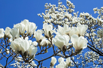 White magnolia blossom © Unkas Photo