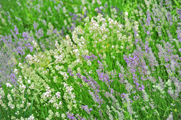 Naklejka premium Lavender