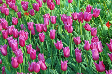 Fototapeta premium Tulip flowerbed