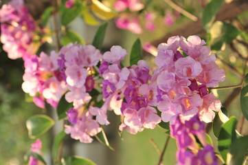 Fototapeta na wymiar Garlic vine violet flower