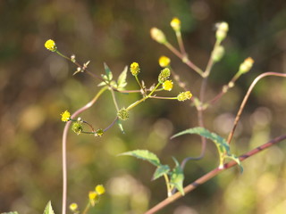 ひっつき虫と呼ばれるセンダングサの種子と花