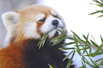 レッサーパンダ