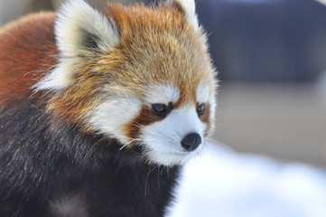 レッサーパンダ