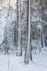 Snowy forest after blizzard