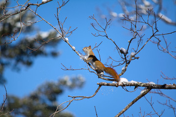 A red squirrel, Sciurus vulgaris, knocks snow from a tree branch as it climbs to reach fresh shoots.