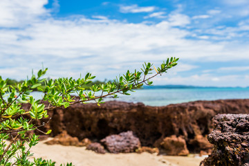 Image of beautyful sky and sea. Focus point on the green leaf.