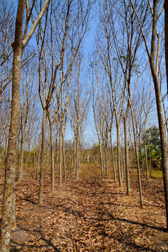 Latex rubber tree plantation in Autumn season.