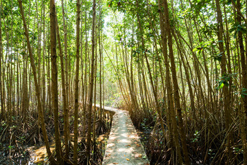 Mangroves tree in the botanical garden