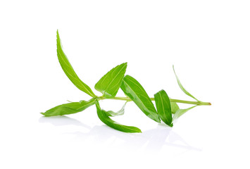 fresh tarragon herb isolated on a white background
