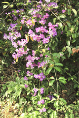 Garlic vine violet flower