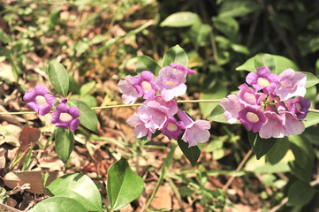Obraz na płótnie Canvas Garlic vine violet flower