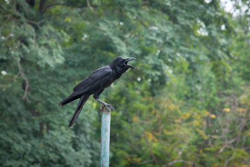 Crow