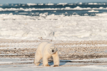 Wild polar bear in arctic.