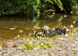 Butterflies sucking food and flying