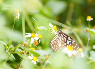 Dark Blue Tiger butterfly  sucking food from flower