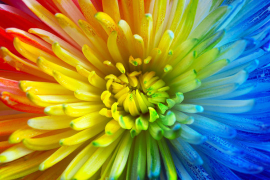 Fototapeta Colorful rainbow flower brackground