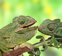Meeting of two chameleons