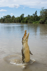 Crocodile jumping high out of river