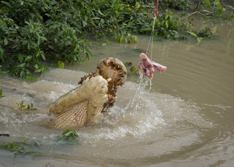 Crocodile snapping at piece of meat in river