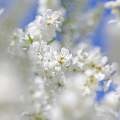  blurred background  bush blooming white flowers